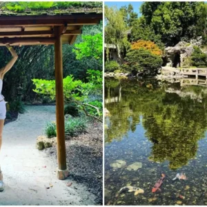 morikami-museum-japanese-gardens-officially-reopen-next-week.jpg