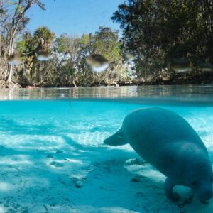 Crystal River